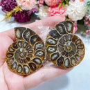 the SPIRAL STONE - Natural Crystal Slice Mineral Specimen Gemstone, Healing Quartz Rare Home Decoration Gifts, Feng-Shui Ammonite Slice Collection