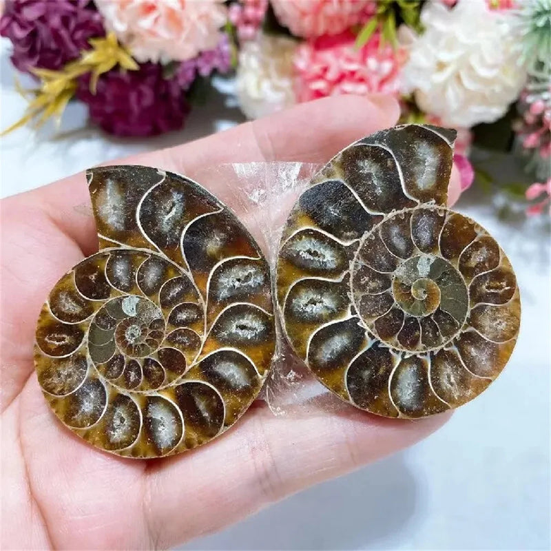 Natural Crystal Slice Mineral Specimen Gemstone Healing Quartz Rare Home Decoration Gifts Fengshui Ammonite Slice Collection