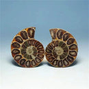 the SPIRAL STONE - Natural Crystal Slice Mineral Specimen Gemstone, Healing Quartz Rare Home Decoration Gifts, Feng-Shui Ammonite Slice Collection