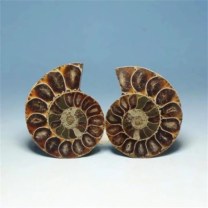 Natural Crystal Slice Mineral Specimen Gemstone Healing Quartz Rare Home Decoration Gifts Fengshui Ammonite Slice Collection