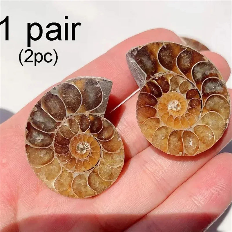 Natural Crystal Slice Mineral Specimen Gemstone Healing Quartz Rare Home Decoration Gifts Fengshui Ammonite Slice Collection