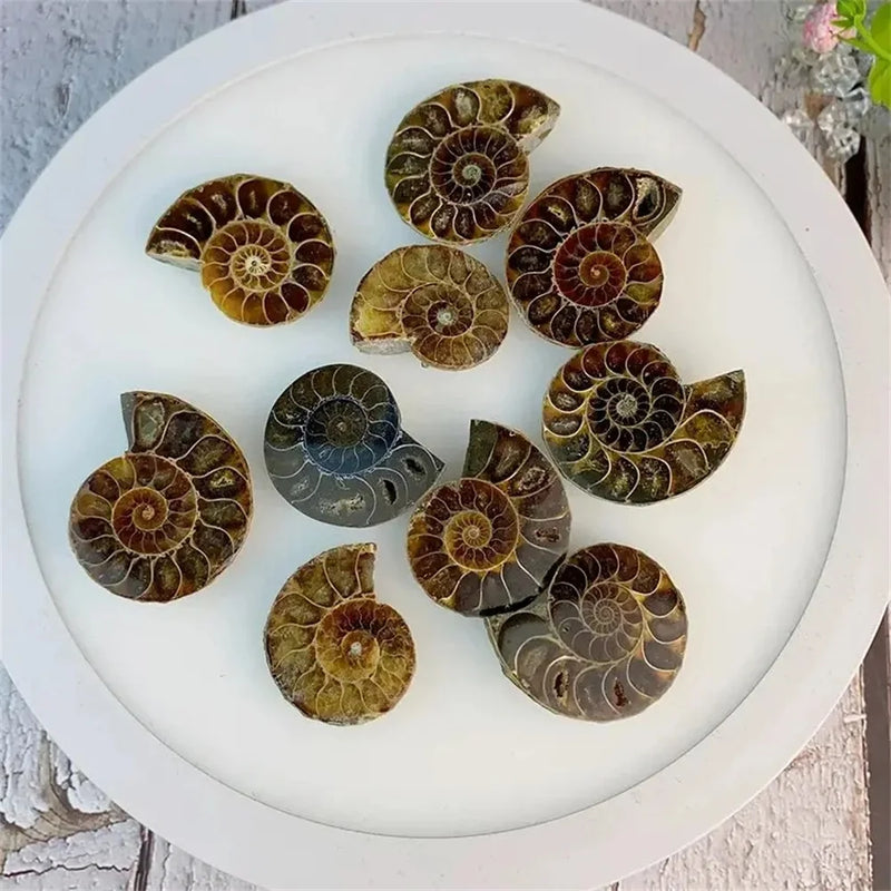 Natural Crystal Slice Mineral Specimen Gemstone Healing Quartz Rare Home Decoration Gifts Fengshui Ammonite Slice Collection